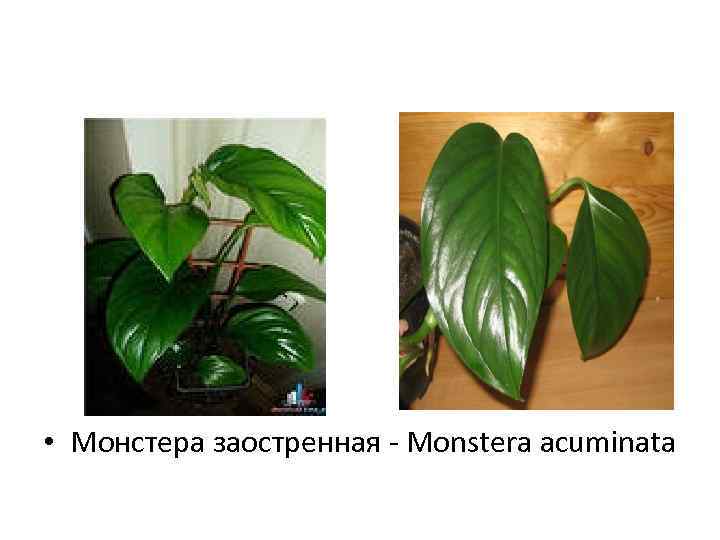  • Монстера заостренная - Мonstera acuminata 