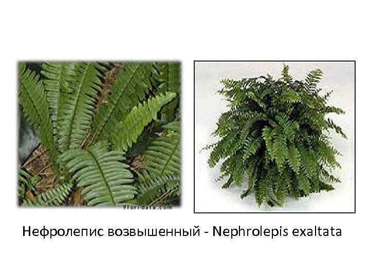 Нефролепис возвышенный - Nephrolepis exaltata 