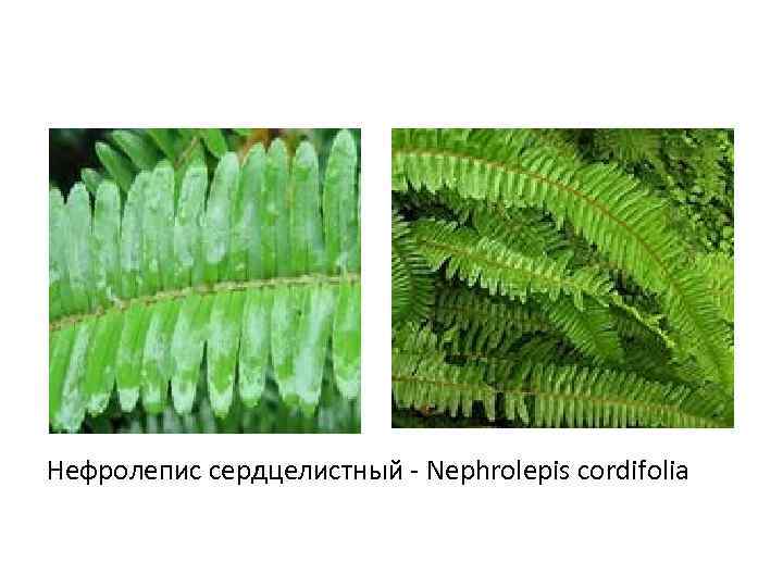 Нефролепис сердцелистный - Nephrolepis cordifolia 