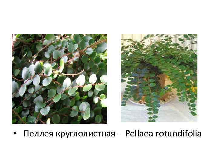  • Пеллея круглолистная - Pellaea rotundifolia 