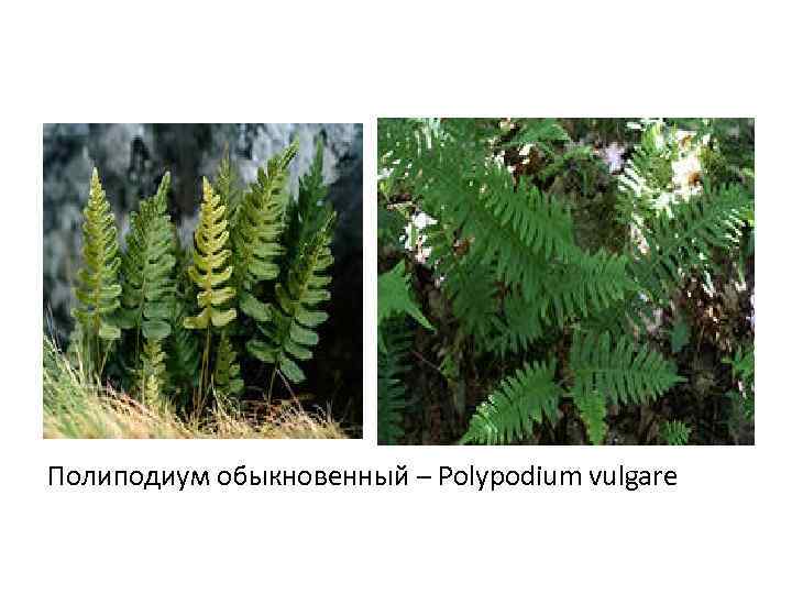 Полиподиум обыкновенный – Polypodium vulgare 