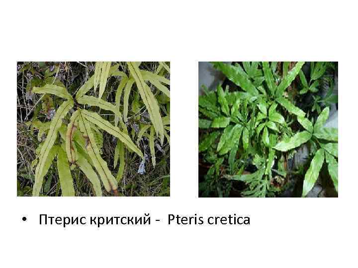  • Птерис критский - Pteris cretica 