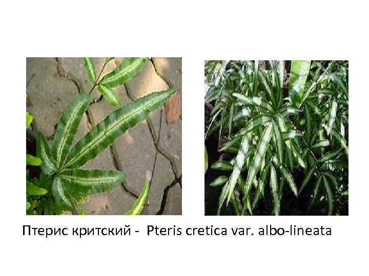 Птерис критский - Pteris cretica var. albo-lineata 