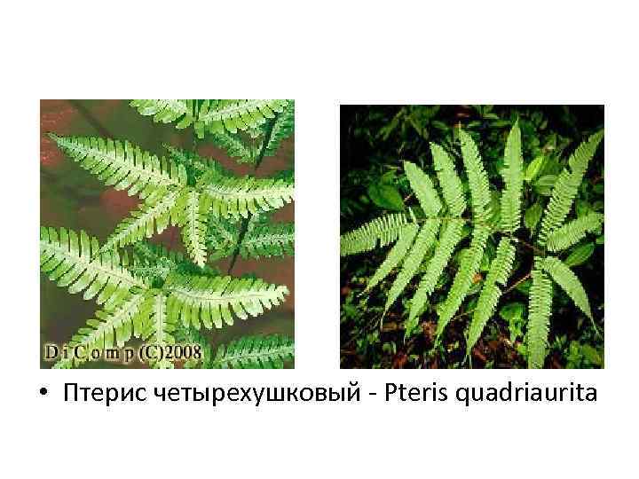  • Птерис четырехушковый - Pteris quadriaurita 