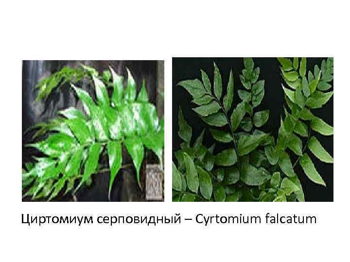 Циртомиум серповидный – Cyrtomium falcatum 