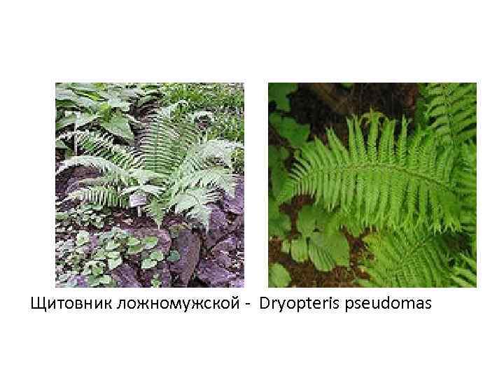 Щитовник ложномужской - Dryopteris pseudomas 