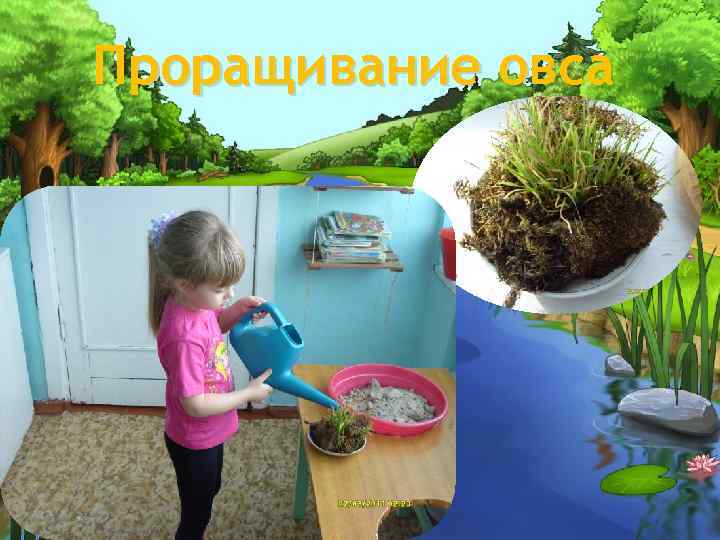 Проращивание овса 