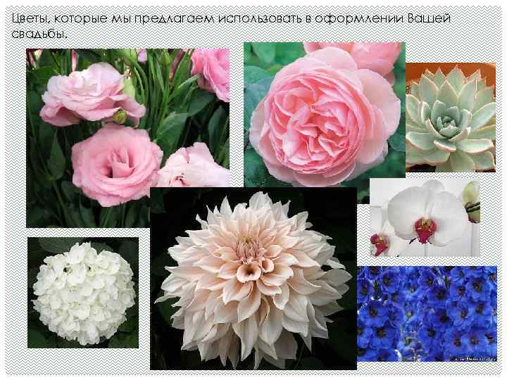 Цветы, которые мы предлагаем использовать в оформлении Вашей свадьбы. 