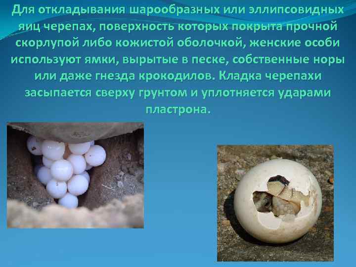 Для откладывания шарообразных или эллипсовидных яиц черепах, поверхность которых покрыта прочной скорлупой либо кожистой
