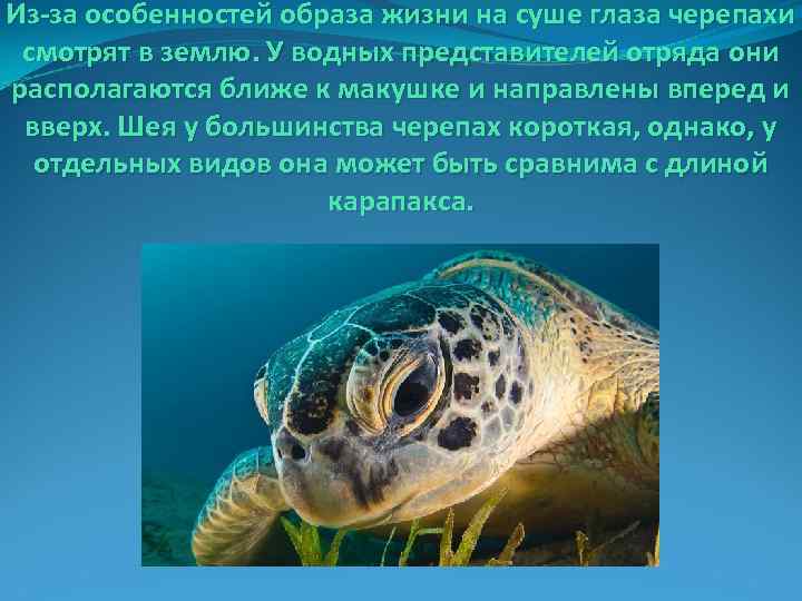 Из-за особенностей образа жизни на суше глаза черепахи смотрят в землю. У водных представителей