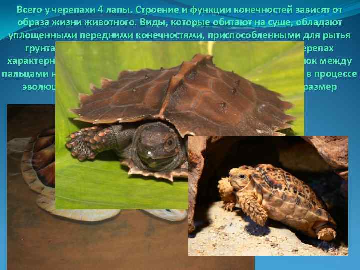 Всего у черепахи 4 лапы. Строение и функции конечностей зависят от образа жизни животного.