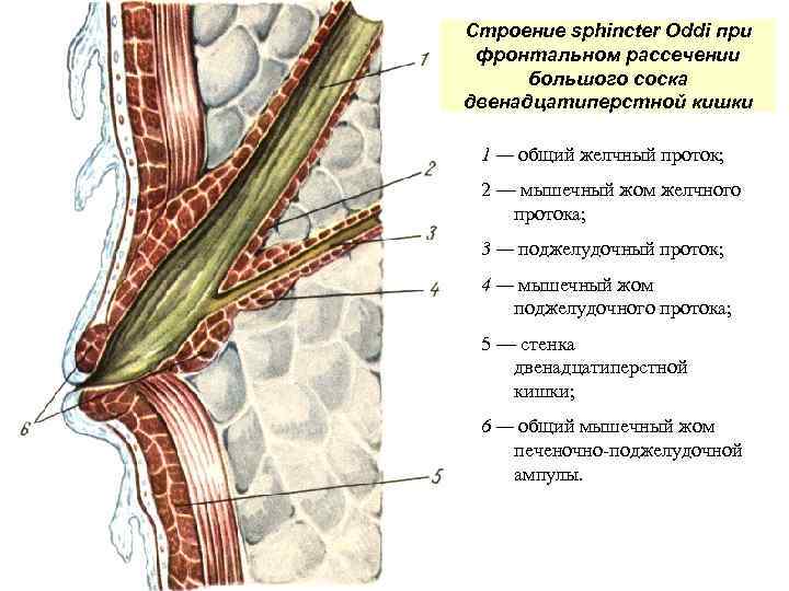 Строение sphincter Oddi при фронтальном рассечении большого соска двенадцатиперстной кишки 1 — общий желчный