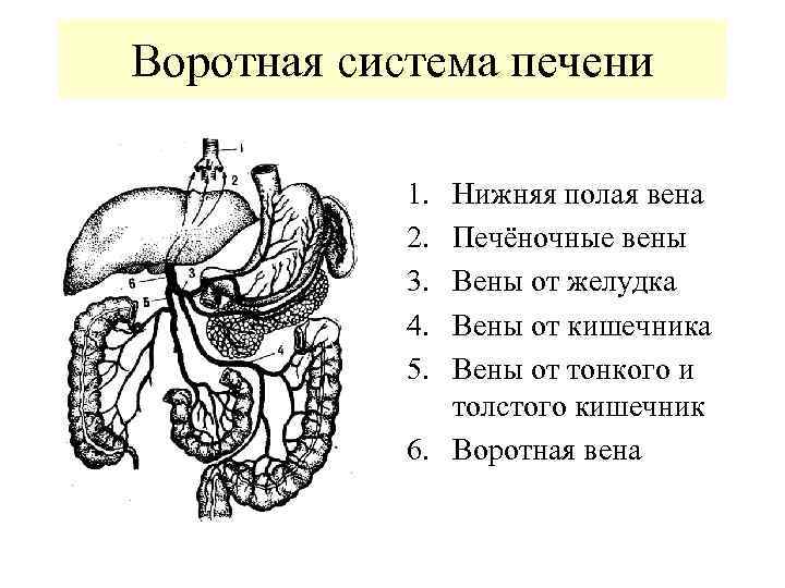 Воротная система печени 1. 2. 3. 4. 5. Нижняя полая вена Печёночные вены Вены