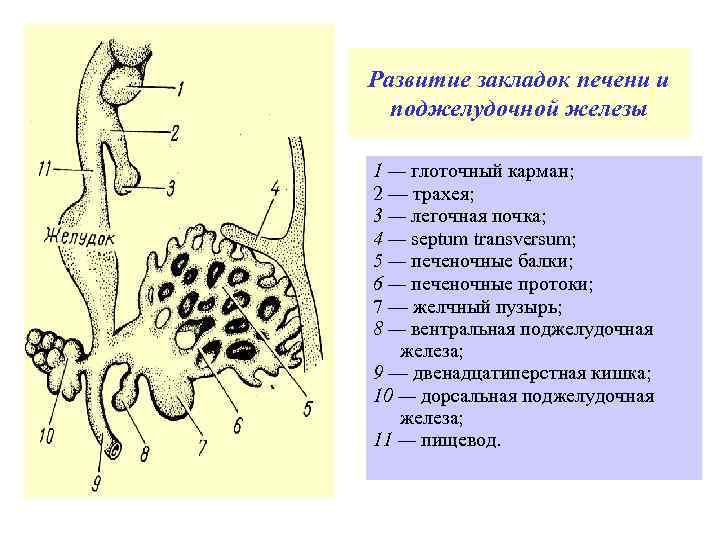 Развитие закладок печени и поджелудочной железы 1 — глоточный карман; 2 — трахея; 3