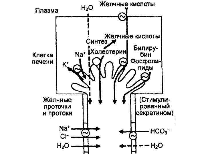 Энтерогепатическая циркуляция желчных кислот биохимия схема