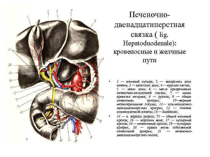 Печеночнодвенадцатиперстная связка ( lig. Hepatoduodenale): кровеносные и желчные пути • • 1 — желчный