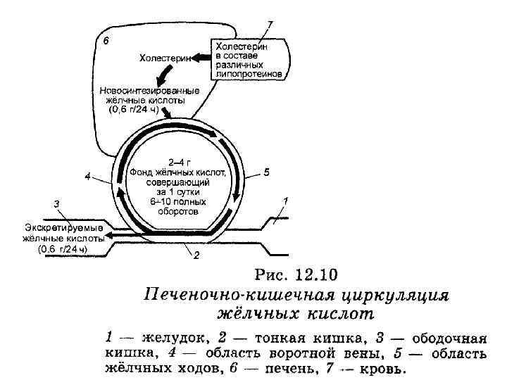 Энтерогепатическая циркуляция желчных кислот биохимия схема