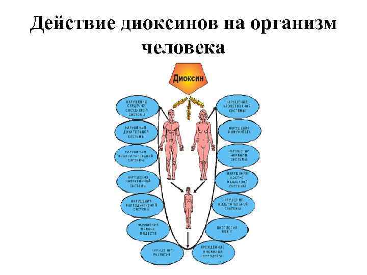 Как действуют на организм человека. Диоксины на организм человека. Влияние диоксинов на человека. Диоксин влияние на организм. Влияние диоксина на организм человека.