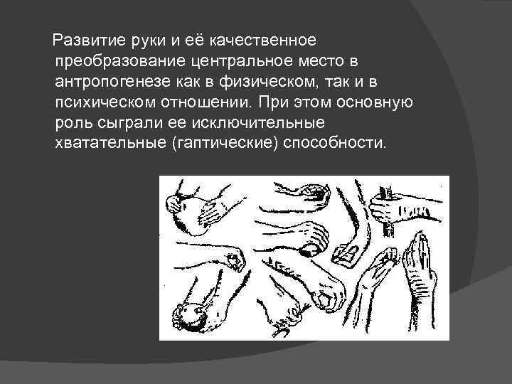 Развитие руки и её качественное преобразование центральное место в антропогенезе как в физическом, так