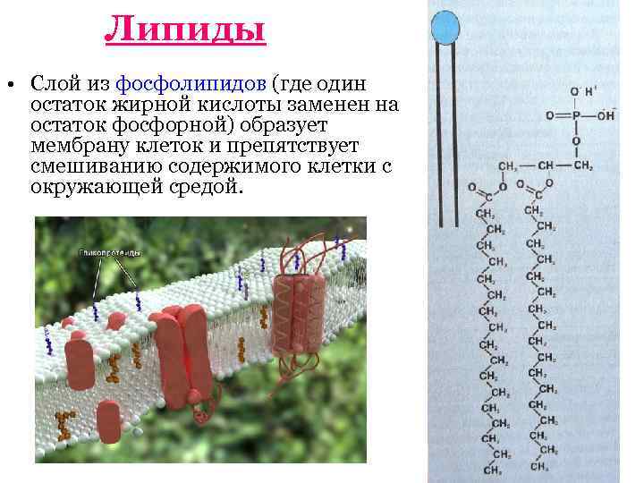 Липиды • Слой из фосфолипидов (где один остаток жирной кислоты заменен на остаток фосфорной)