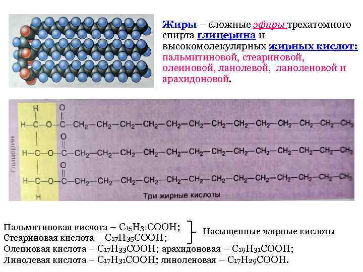 Жиры – сложные эфиры трехатомного спирта глицерина и высокомолекулярных жирных кислот: пальмитиновой, стеариновой, олеиновой,