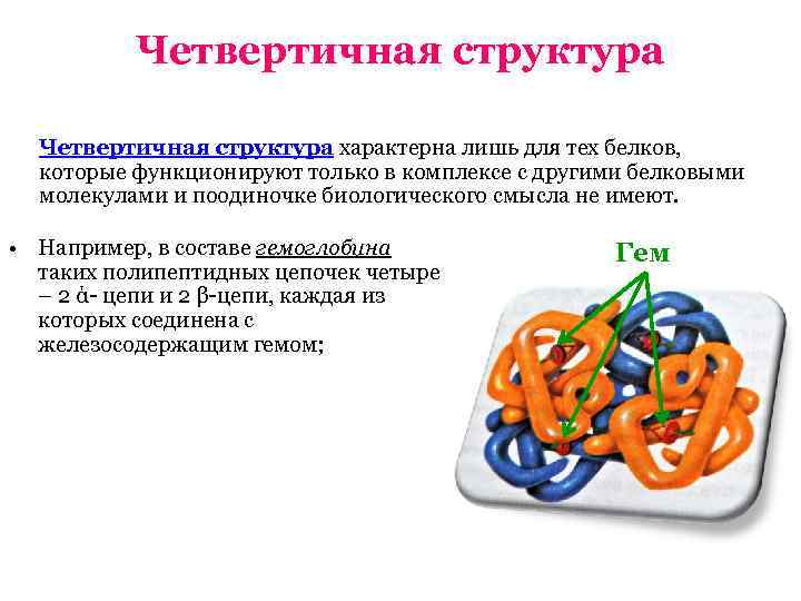 Четвертичная структура характерна лишь для тех белков, которые функционируют только в комплексе с другими