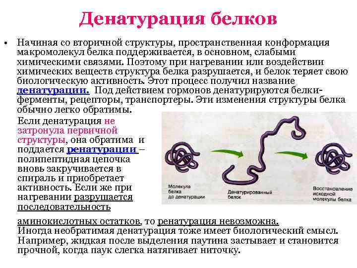 Денатурация белков • Начиная со вторичной структуры, пространственная конформация макромолекул белка поддерживается, в основном,