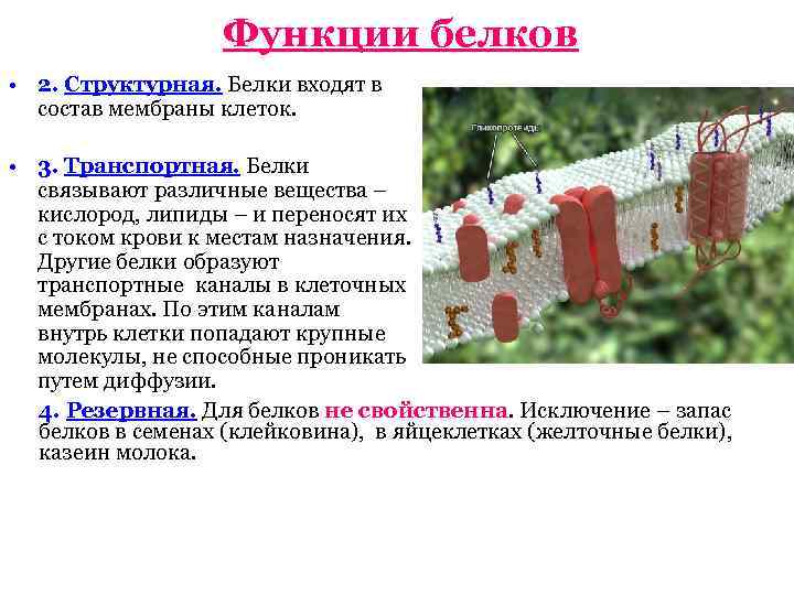 Функции белков • 2. Структурная. Белки входят в состав мембраны клеток. • 3. Транспортная.