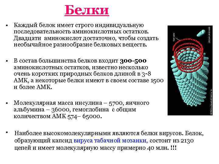 Белки • Каждый белок имеет строго индивидуальную последовательность аминокислотных остатков. Двадцати аминокислот достаточно, чтобы