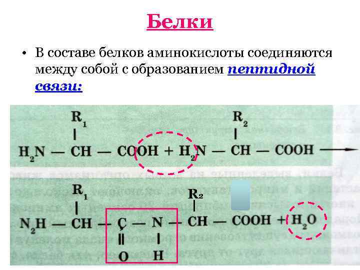 Белки • В составе белков аминокислоты соединяются между собой с образованием пептидной связи: R