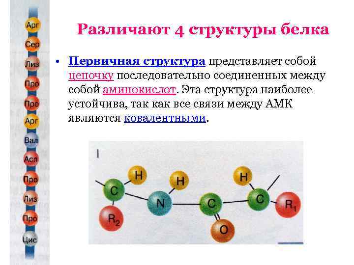 Различают 4 структуры белка • Первичная структура представляет собой цепочку последовательно соединенных между собой