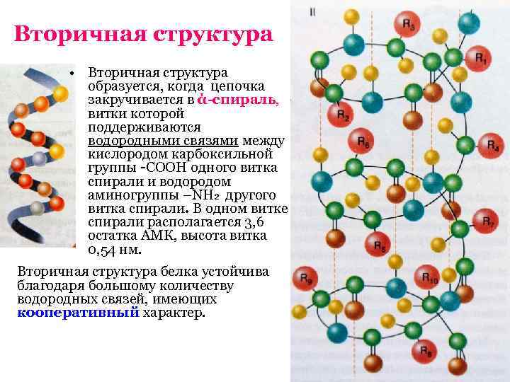 Вторичная структура • Вторичная структура образуется, когда цепочка закручивается в ά-спираль, витки которой поддерживаются