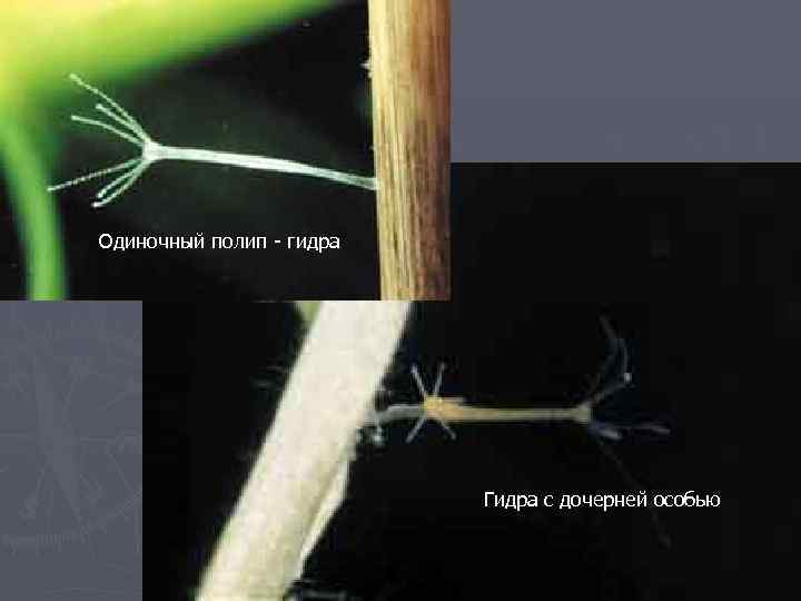 Одиночный полип - гидра Гидра с дочерней особью 