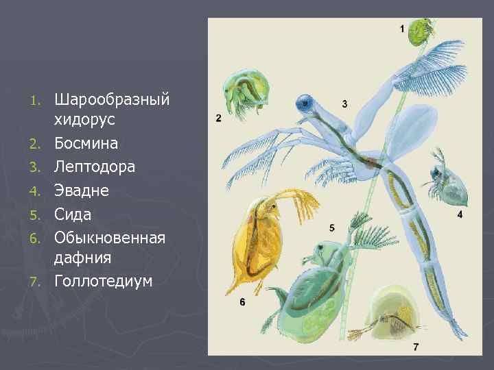 1. 2. 3. 4. 5. 6. 7. Шарообразный хидорус Босмина Лептодора Эвадне Сида Обыкновенная
