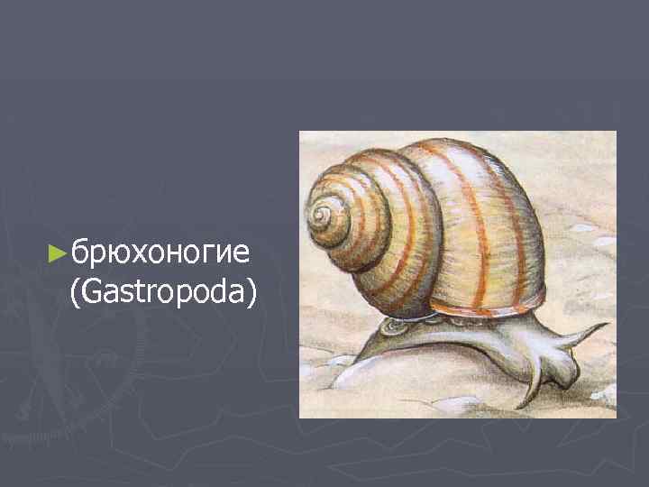 ►брюхоногие (Gastropoda) 