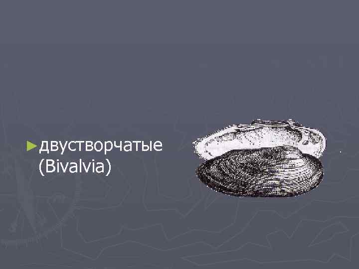 ►двустворчатые (Bivalvia) 