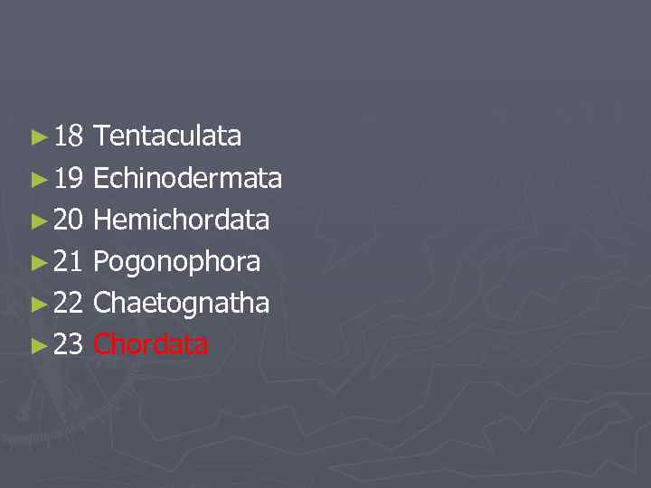 ► 18 Tentaculata ► 19 Echinodermata ► 20 Hemichordata ► 21 Pogonophora ► 22