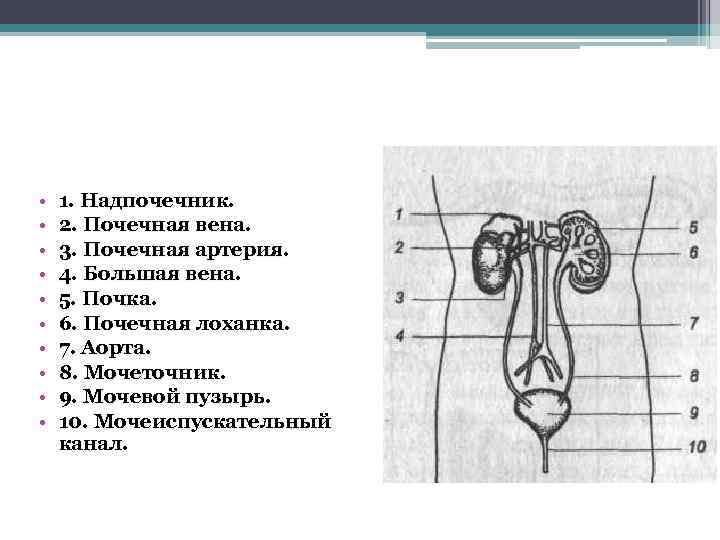  • • • 1. Надпочечник. 2. Почечная вена. 3. Почечная артерия. 4. Большая
