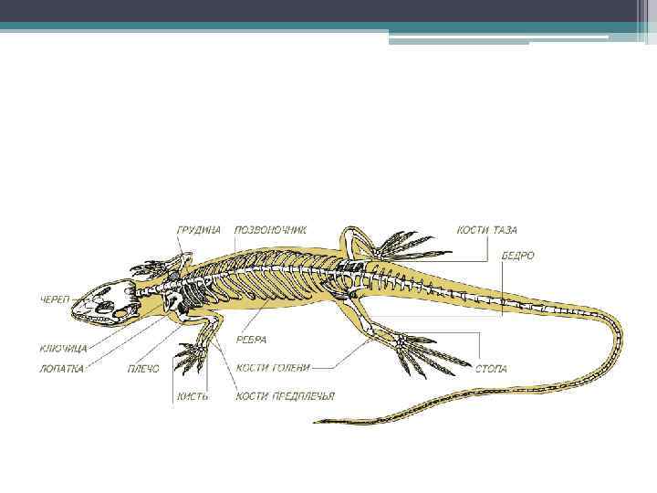 Карта ящериц. Скелет туловища рептилий. Скелет пресмыкающихся ящерицы. Осевой скелет пресмыкающихся. Скелет осевой пресмыкающиеся.