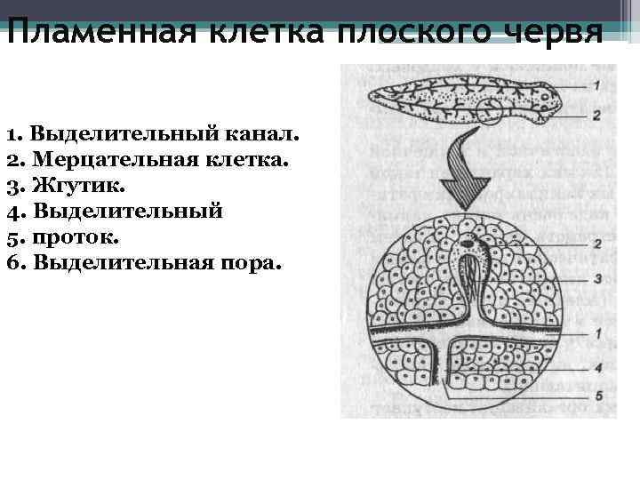 Пламенная клетка плоского червя 1. Выделительный канал. 2. Мерцательная клетка. 3. Жгутик. 4. Выделительный