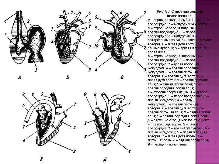 Сердце амфибий схема