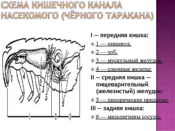 I — передняя кишка: 1 — пищевод, 2 — зоб, 3 — мускульный желудок,