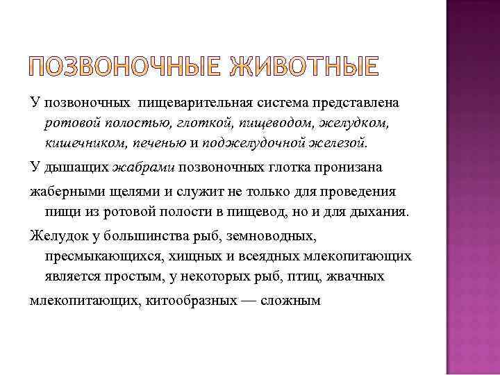 У позвоночных пищеварительная система представлена ротовой полостью, глоткой, пищеводом, желудком, кишечником, печенью и поджелудочной