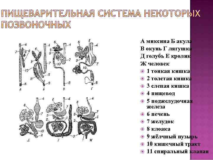 А миксина Б акула В окунь Г лягушка Д голубь Е кролик Ж человек