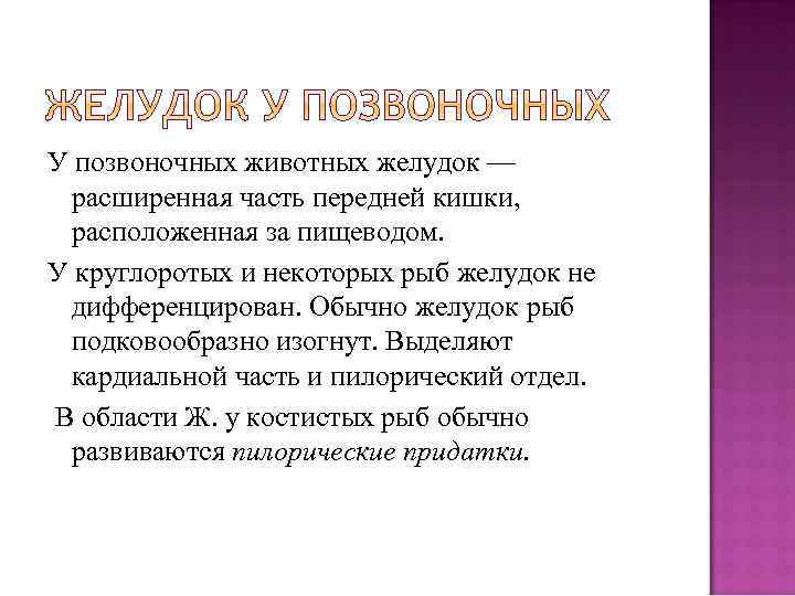 У позвоночных животных желудок — расширенная часть передней кишки, расположенная за пищеводом. У круглоротых