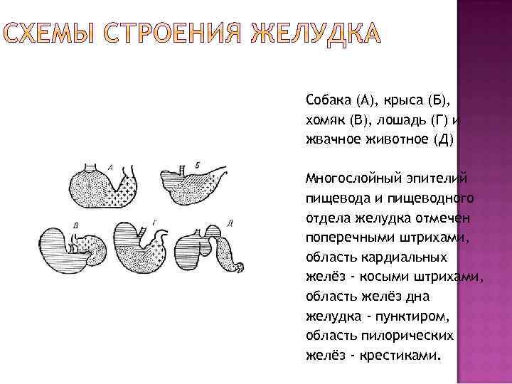 Собака (А), крыса (Б), хомяк (В), лошадь (Г) и жвачное животное (Д) Многослойный эпителий