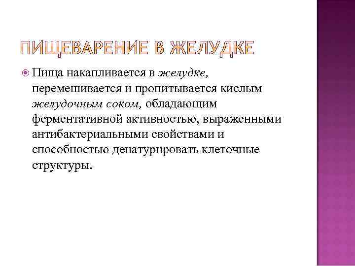  Пища накапливается в желудке, перемешивается и пропитывается кислым желудочным соком, обладающим ферментативной активностью,