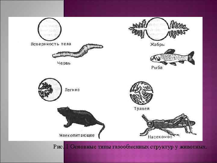 Рис. 1 Основные типы газообменных структур у животных. 