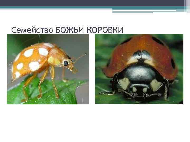 Семейство БОЖЬИ КОРОВКИ (Coccinellidae) 