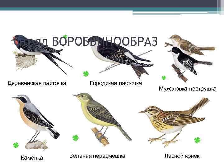 Отряд ВОРОБЬИНООБРАЗНЫЕ Деревенская ласточка Каменка Городская ласточка Зеленая пересмешка Мухоловка-пеструшка Лесной конек 